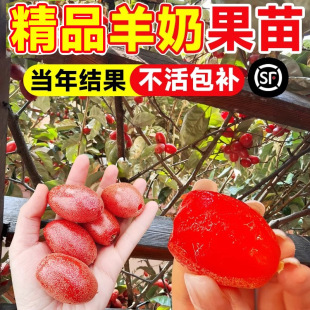 ���̹��޽�������̖�ش�������Թ�����j���ϱ���ͥԺ�Nֲ����