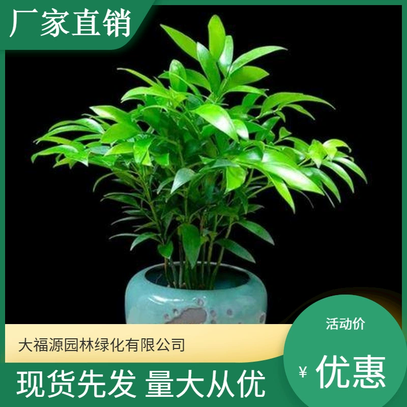 [Базовая оптовая продажа] Скидка на большое количество Шоу Бамбук Мяо Живописный район Ландшафтный дизайн Дорожный сад Проект Озеленение рассады