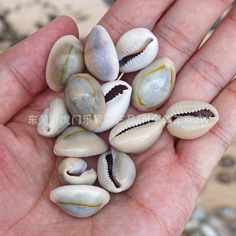 Concha Daquan natural con cera de pescado, materiales decorativos mediterráneos DIY al por mayor