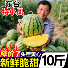 江苏东台特小凤黄心冰淇淋西瓜当季新鲜水果手撕应季超甜黄肉西瓜