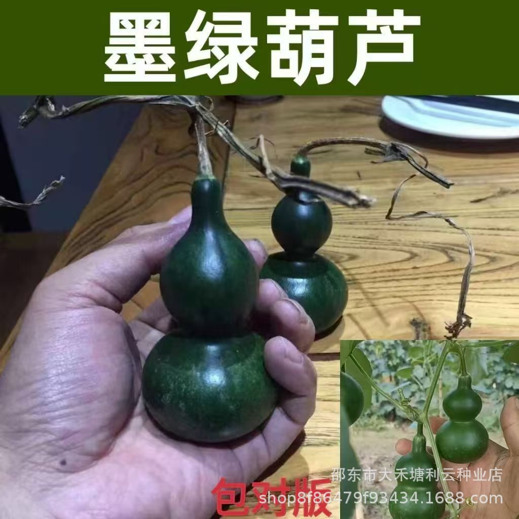 新品翠玉葫芦种子翡翠墨绿籽器超小平底稳坐墨绿葫芦种子紫皮新鲜
