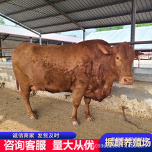 FBֳSţţ СţӃr ţBֳ