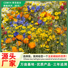 厂家直供生态修复野花组合花卉种子四季易种辉煌黄色混播绿化用