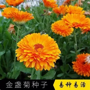 Calendula Seeds Are Easy to Grow in All Seasons, Long-Lived Chrysanthemum Seeds, Potted Florals, Garden Florals, Cold-Resistant Chrysanthemum Seeds