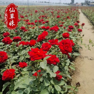 õ�廨�绨�����Դ��¼��ļ��������҃����̨�^���Gֲ���Nޱ��