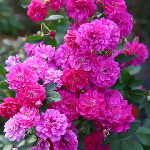 �̨���ԝ���΢���¼��������R܇�༾�_���������������͟��ڻ�
