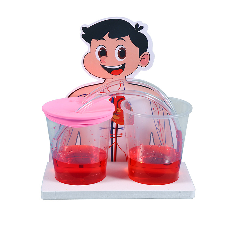 科学小实验DIY模拟心脏运行物理科学实验器材血液循科技小制作