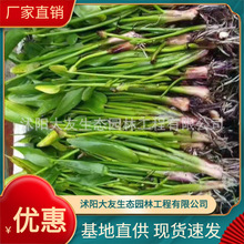 ����ֱ�����~�ݡ����ۻ� ͦˮֲ�� ��ˮֲ�����ˮ�|�а��Nֲ�B�o