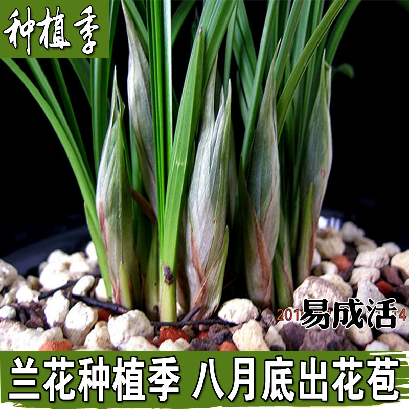 Ll саженцы орхидеи с сильным ароматом