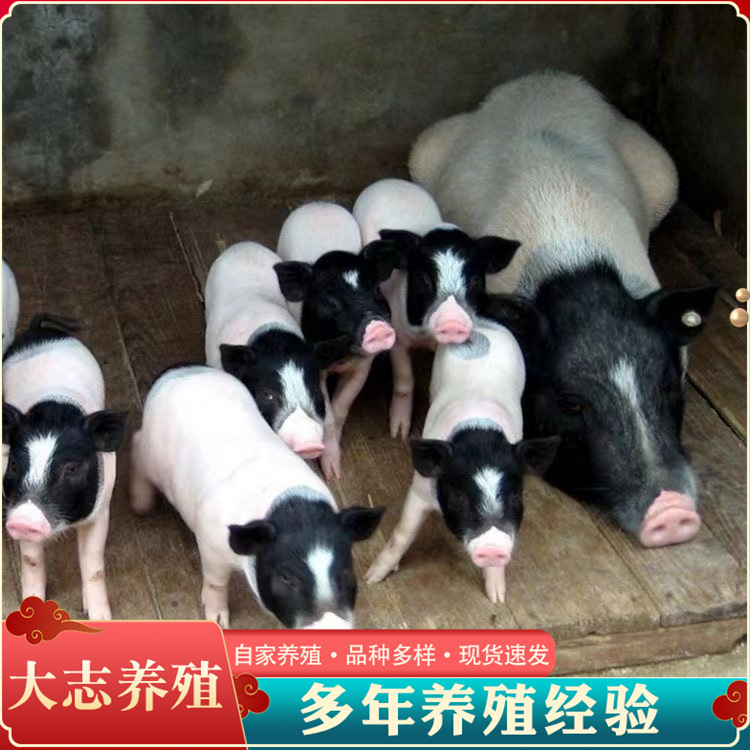 活体巴马香猪10头养殖利润自家散养纯种巴马香猪小猪苗成年香猪批