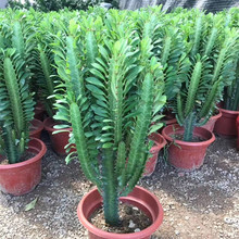 �����ƶ���ֲ���߲������������Ƿ�ݗ������ȩ�͏d�҃Ȼ�������