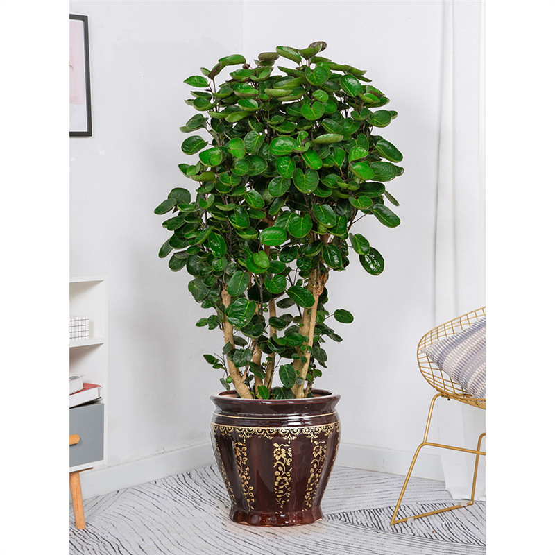 Money Tree Money Bag Large Potted Indoor Living Room Fortune Plant Formaldehyde Removal Bonsai Round Leaf Money Tree Potted Plant