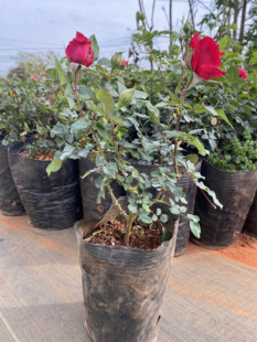 Yunnan Edible Rose Seedlings Easy-To-Live Plants Phnom Penh Dark Red Potted Damascus Four-Season Blooming Florals Roses