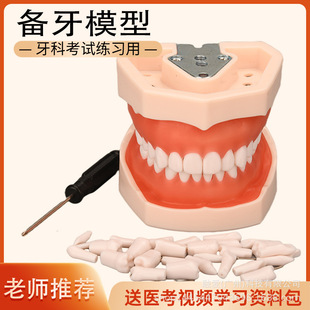 Dental Preparation Model, Oral Isolated Chapter, Dental Examination Teaching Rubber Dam, Resin Removable Dental Practice Props