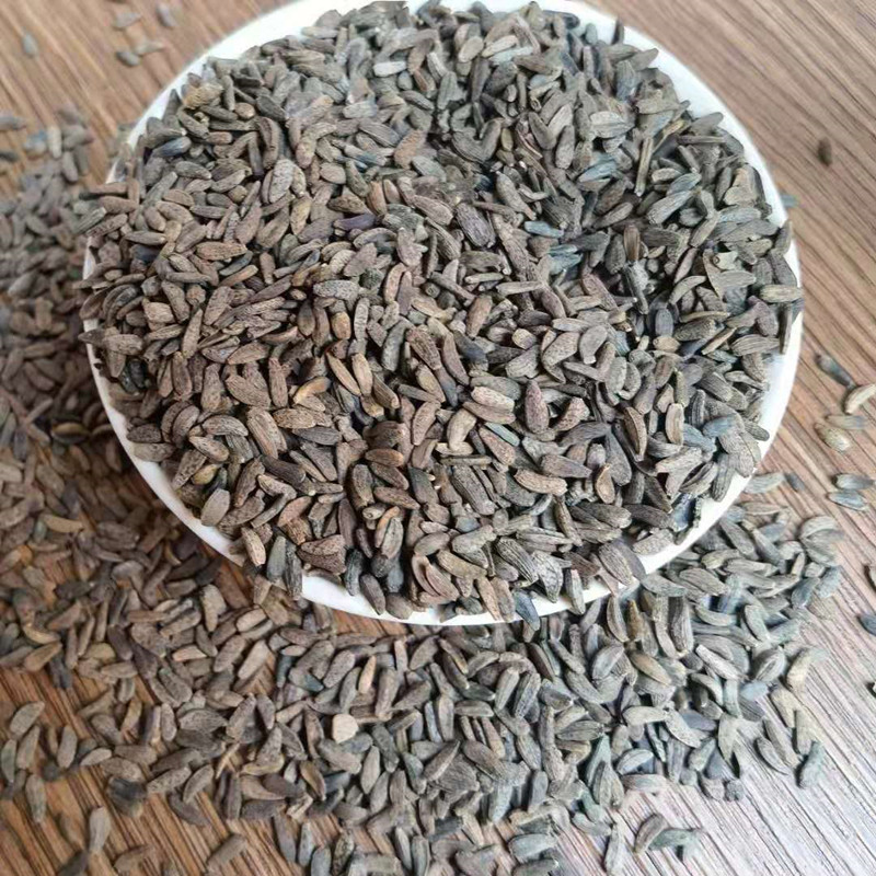 Dried Burdock Seed Niu Bang Zi 牛蒡子 Traditional Chinese Herb for Decoction and Tea Wholesale Bulk specifications