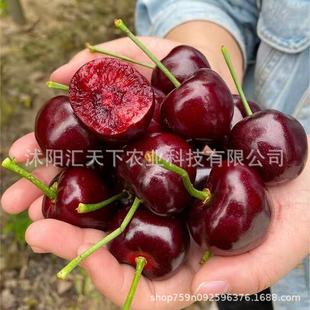 ɢ�b܇���Ӵ���ҷN��ɽ��������ͥԺ�����ϱ����Nֲ���Ҙ���N��