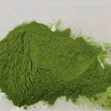 散装大麦若叶青汁粉代早餐粉青汁蚂蚁麦苗有机青汁饱腹冲剂