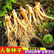 长白山人参种子野山参西洋参四季阳台盆栽材易成活种子