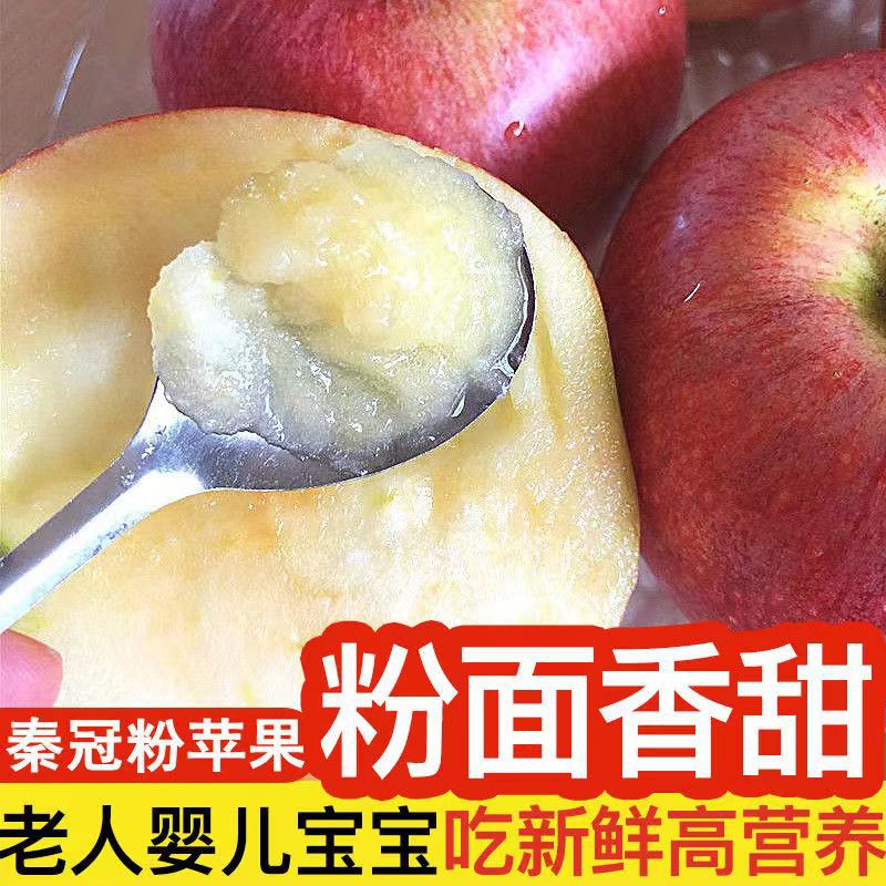 【越放越粉面】正宗陕西秦冠苹果应季新鲜水果老人宝宝辅食刮泥