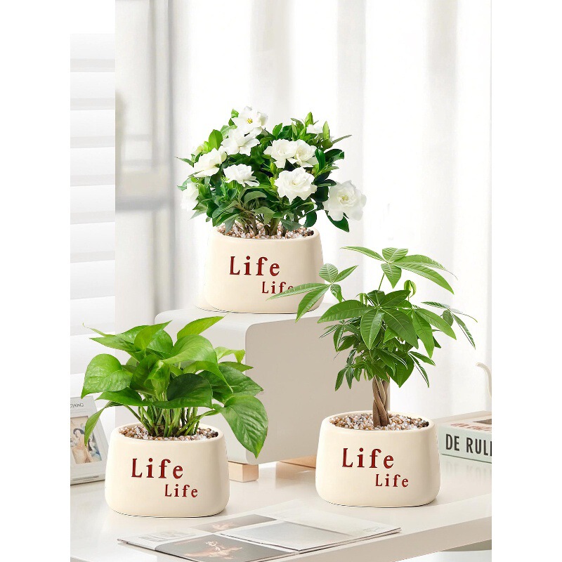 Office Desktop Green Plants, Small Potted Green Plants, Indoor Plants, Easy-To-Care-For Flowers for All Seasons, Kindergarten Potted Plants Office Desktop Green Plants, Small Potted Green Plants, Indoor Plants, Easy-To-Care-For Flowers for All Seasons, Kindergarten Potted Plants