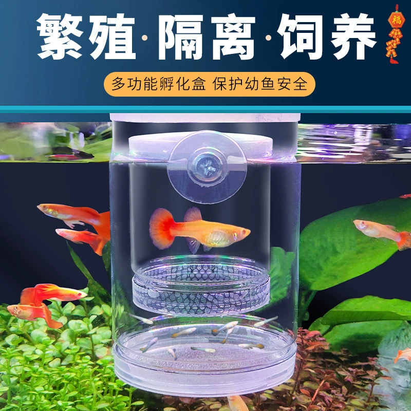 Изолирующий ящик для разведения гуппи, ведро для нереста, сетка для вылупления женской рыбы, детская комната, маленькая рыба, изоляционный ящик для молоди, прозрачный ящик для нереста