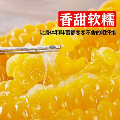 104 Yellow corn fresh Sweet glutinous rice Corn Vacuum installation Northeast Sticky corn precooked and ready to be eaten Substitute meal