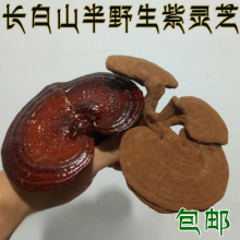 东北特产林下半野生椴树紫灵芝 整枝灵芝 赤灵芝破壁孢子粉