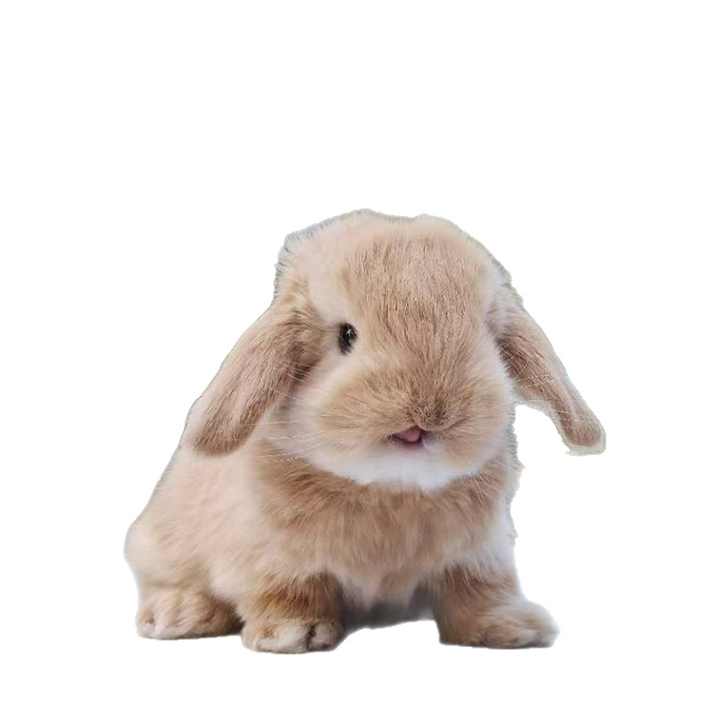 SF Express Live Animals Dwarf Rabbit Live Pet Retail Wholesale Pet Rabbit Lop Rabbit Dodge Rabbit Shipping