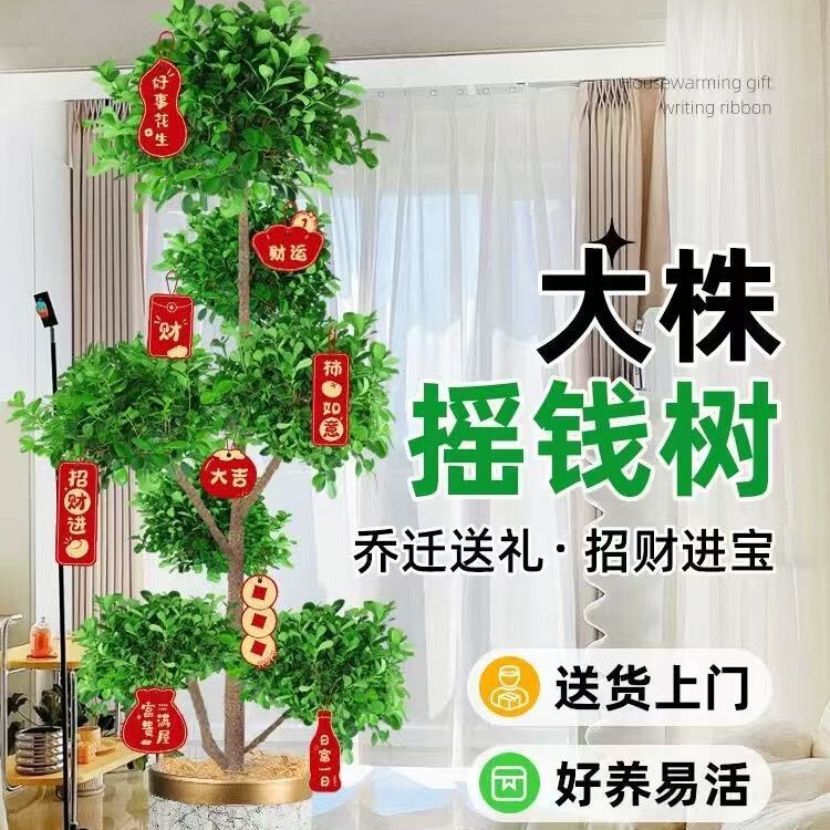 Money Tree Potted Plant, Large Fortune Tree for Office, Indoor Living Room, High-End Green Plant That Attracts Wealth