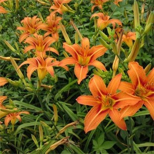 Large-Flowered Daylilies Can Be Supplied from the Ground Cover Perennial Flower Base in Large Quantities and Are Preferential for Market Projects. Large-Flowered Daylilies