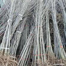 基地批发银杏树苗 白果树小树苗 银杏小苗 量大优惠 苗圃造林苗木