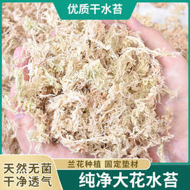 水苔包邮无菌智利进口干水苔蝴蝶兰花专用营养土苔藓石斛食虫植墨