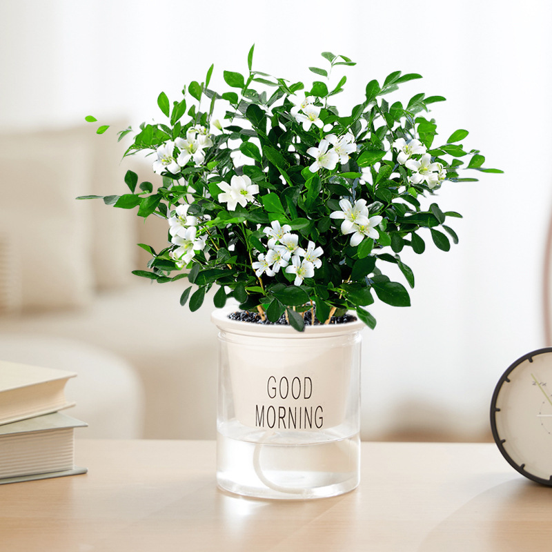 90#지우리샹(좋아요 대야) + 영양액