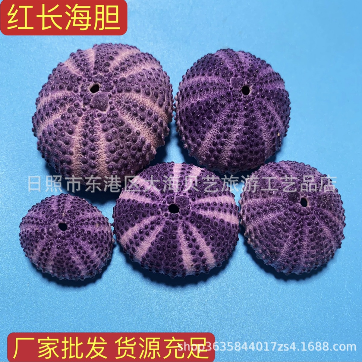 红长海胆壳天然贝壳海螺盆栽空气凤梨花盆海胆灯微景观手工艺制作