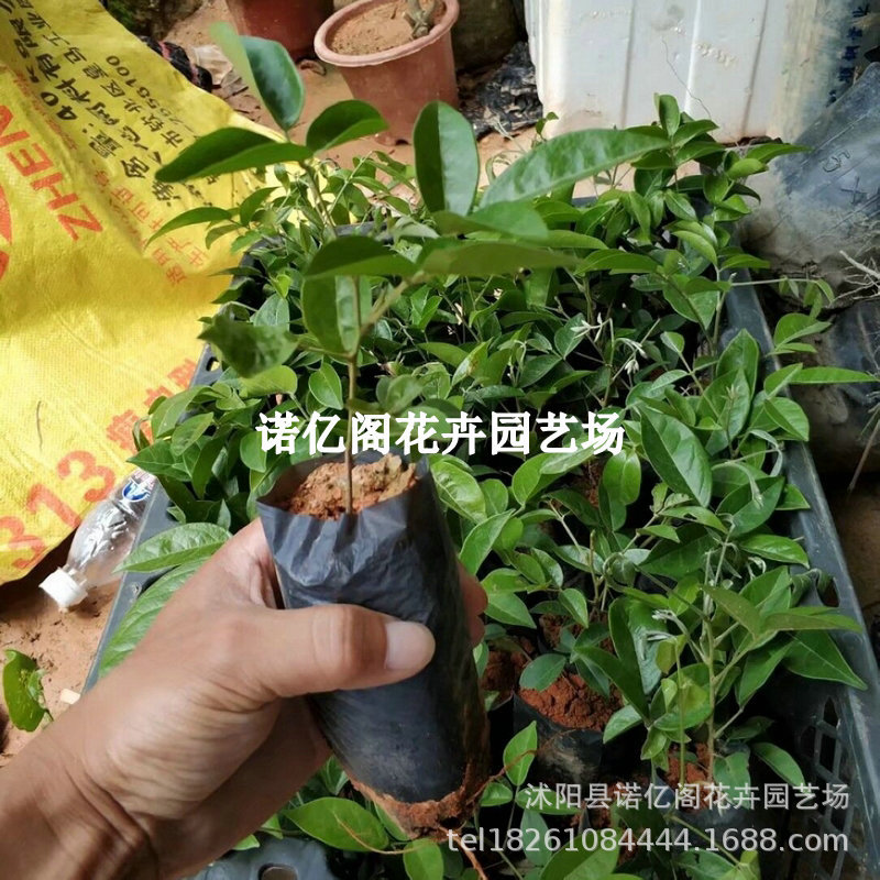 牛大力苗中小叶品种正宗细叶种植牛古大力改良品种结薯快中药材苗