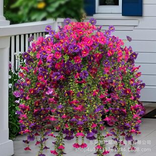 �羳���R�d���N�ȼ�����ţ���ڒ�Ҿӻ�Y�����b��滨�ڒ�