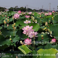 【基地批发】高产莲子种苗纯种江西白莲子藕苗通芯白莲子藕种