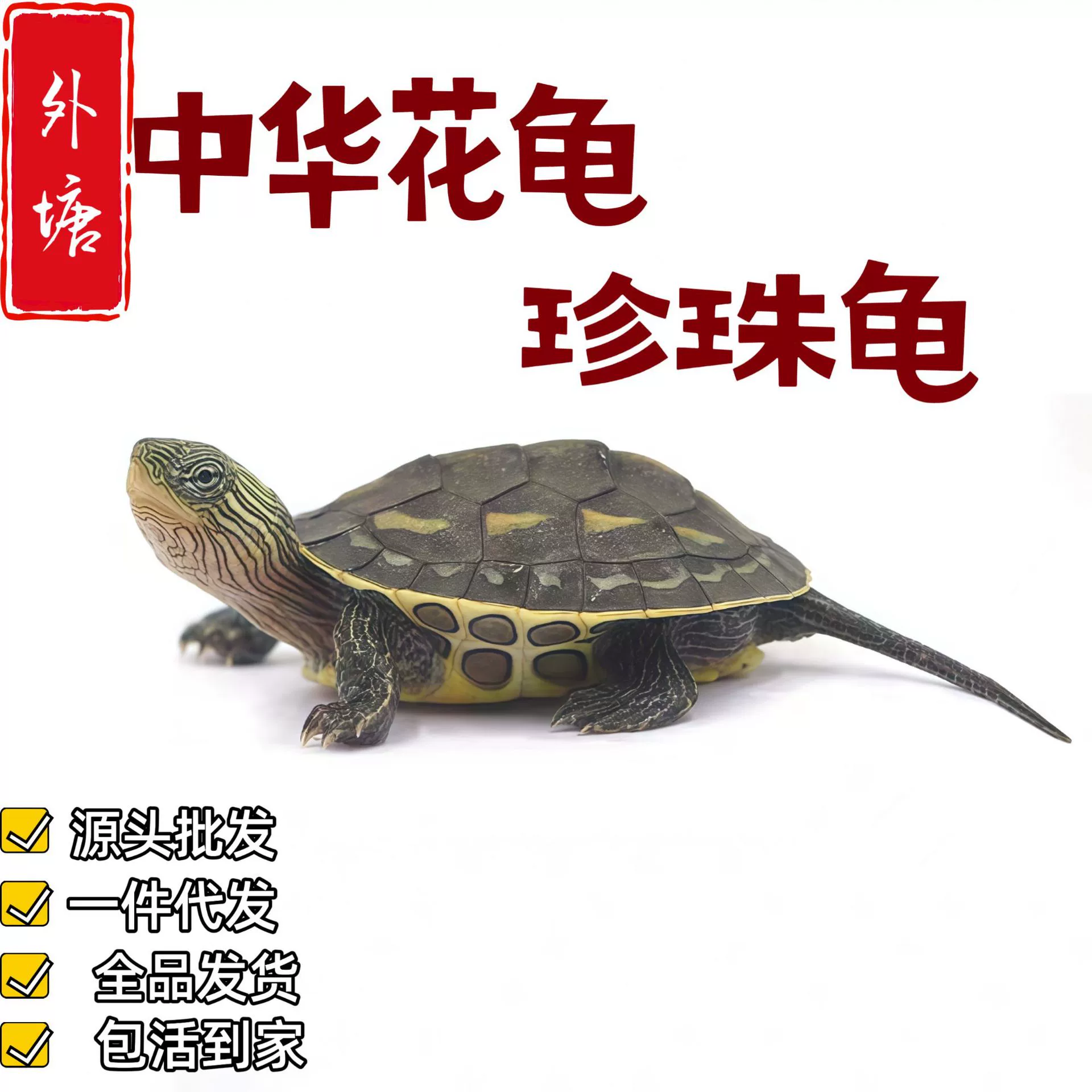 Цветочная черепаха, жемчужная черепаха, популярная на уличных киосках, подходит для домашних животных и разведения в прудах на открытом воздухе, живая, нежная, легко определяется владелец, недорогая.