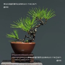 黑松盆景微型小盆栽阳台办公桌上绿植庭院景观盆景造型黑松树苗无