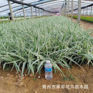 Mosaic Bamboo Is Supplied in Large Quantities in Qingzhou, Shandong Province. Mosaic Bamboo Is Used in Large and Small Pots for River Wetland Park Greening Projects