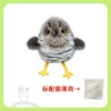 Cuckoo
