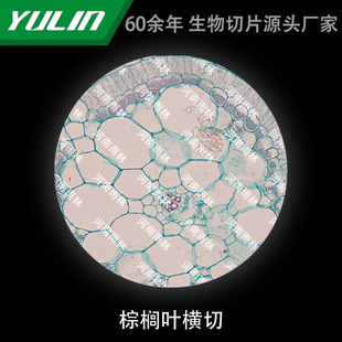 Pig Feather Vegetable Leaf Cross-cut Biological Microscope Experimental Slide Rainforest Production Specimen Teaching Science Popularization for Colleges and Universities