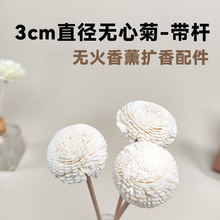 3cm无心菊香薰干花藤条扩香配件 无火香薰扩香花香薰挥发棒通草花