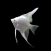 About 3cm white fairy 2 installation