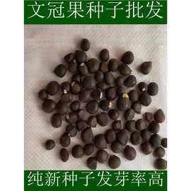 文冠果种子园林绿化花卉用种林木果树多年生观赏树木油料树种子