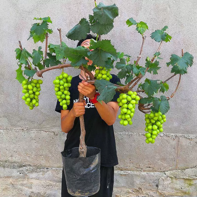 Саженцы винограда Sunshine Rose Sapphire Саженцы винограда Kyoho очень большие саженцы вьющихся виноградников для двора, посаженные на севере и юге