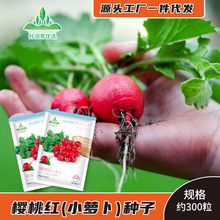 厂家批发樱桃萝卜种子迷你水果小红丁罗卜种籽阳台盆栽四季蔬菜籽