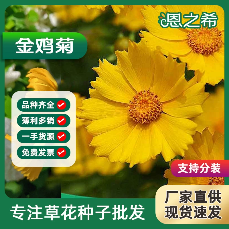 Кореопсис семена многолетний корневой цветок семена пейзаж цветок морской парк дорога Красивая сельская местность трава цветок зеленое семя