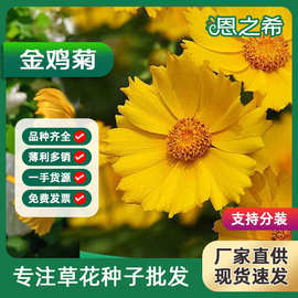 金鸡菊种子多年生宿根花籽景观花海公园道路美丽乡村草花绿化种籽