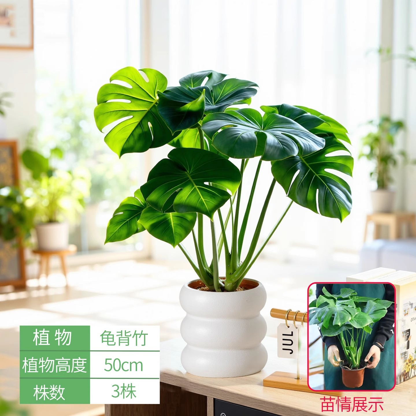 Monstera deliciosa 50cm [cloud flower pot]